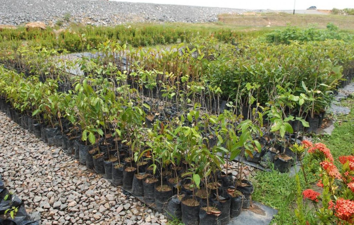 Se construirá el primer vivero municipal para forestación en Termas de Río Hondo