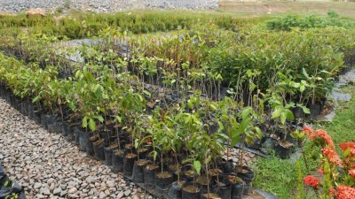 Se construirá el primer vivero municipal para forestación en Termas de Río Hondo