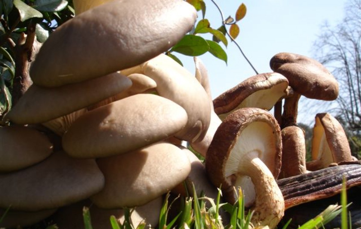 Nación financiará un proyecto de Chubut sobre producción de hongos