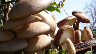 Nación financiará un proyecto de Chubut sobre producción de hongos