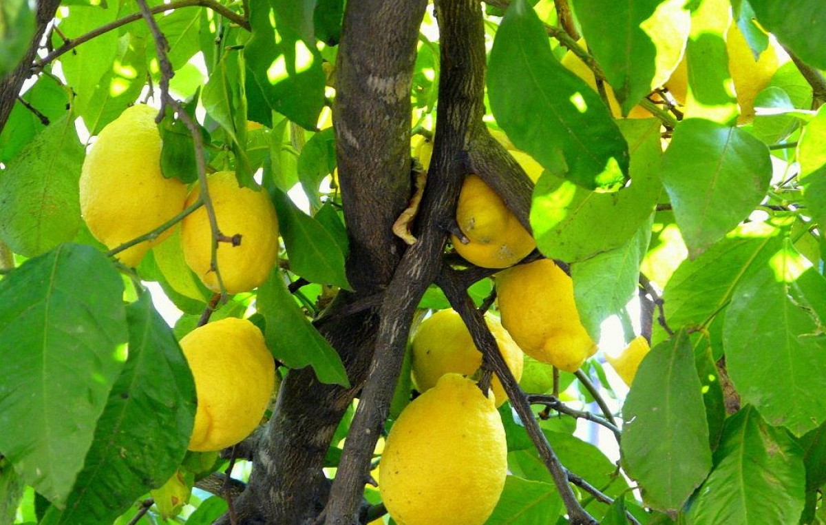 Tucumán afianza su liderazgo mundial en limón