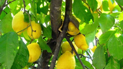 Tucumán afianza su liderazgo mundial en limón
