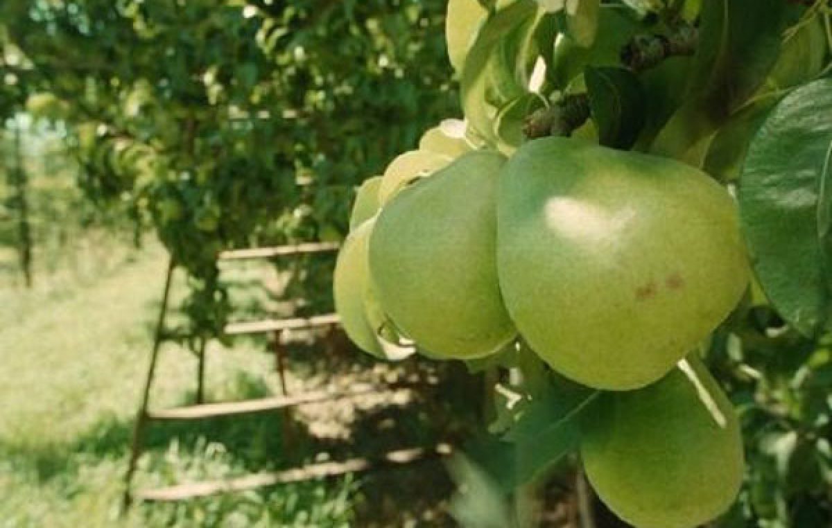 El Gobierno Nacional ofreció un nuevo fondo de 110 millones de pesos al sector frutícola del Alto Valle