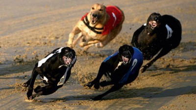 Neuquén: Impulsan norma para prohibir las carreras de perros