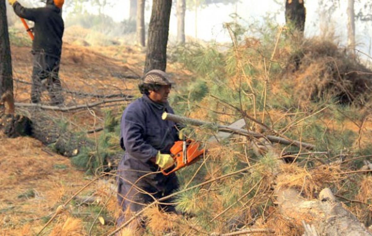Mantenimiento de bosques comunales: El Gobierno del Chubut generó 60 empleos para vecinos de Esquel