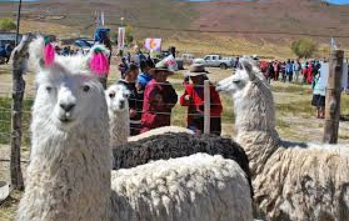 Feria de intercambio, trueque, venta de animales y productos regionales, 13 de junio en  Abra Pampa