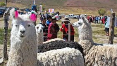Feria de intercambio, trueque, venta de animales y productos regionales, 13 de junio en  Abra Pampa