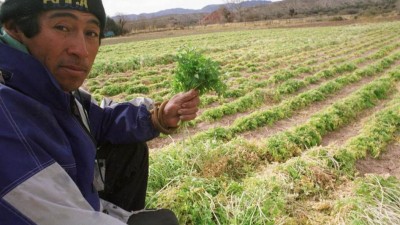 Cambio Rural II para los productores familiares en Salta y Jujuy