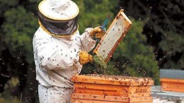 Piden asistencia para apicultores de cinco localidades de Corrientes