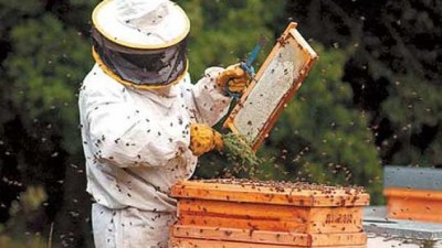 Piden asistencia para apicultores de cinco localidades de Corrientes