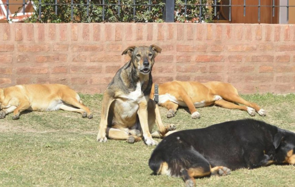 Estación General Paz: el pueblo con más perros que habitantes