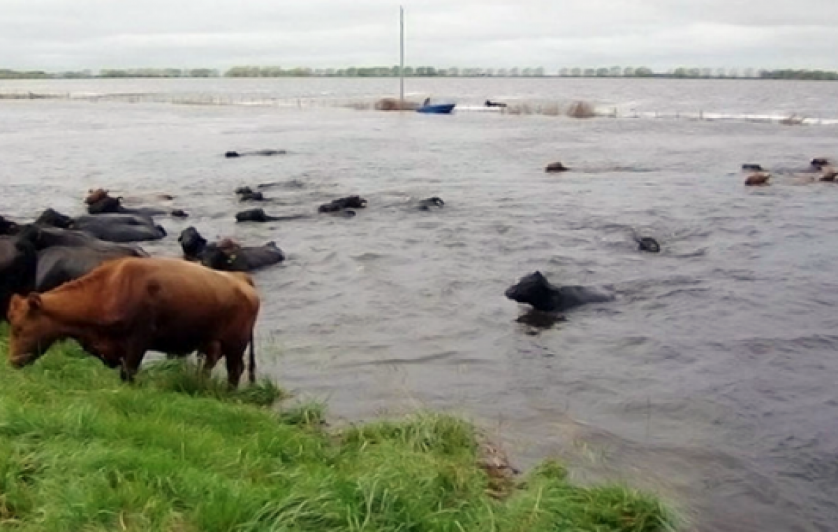 Los diez municipios bonaerenses agropecuarios más golpeados por la inundación
