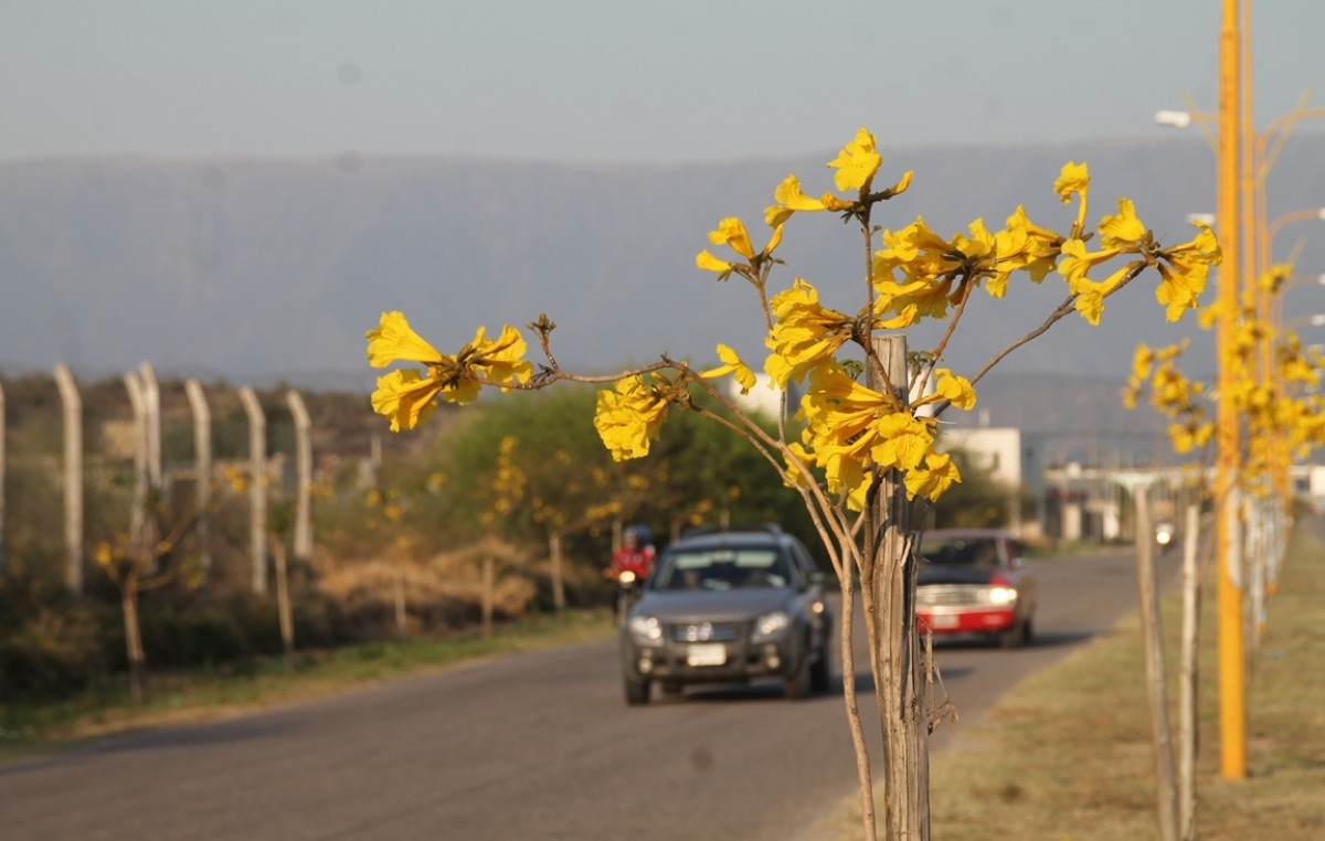 En Catamarca plantaron más de 10.000 árboles para mitigar el viento y el calor
