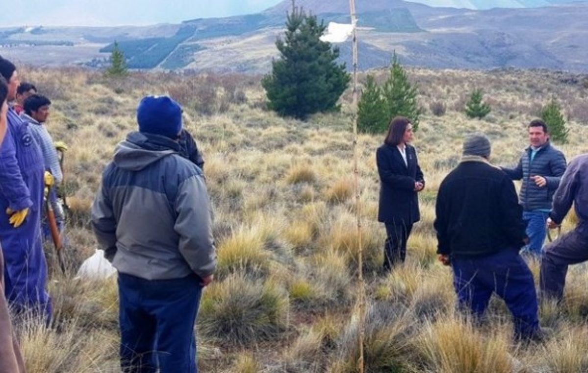 Plantaron más de 40 mil árboles en las laderas de Esquel