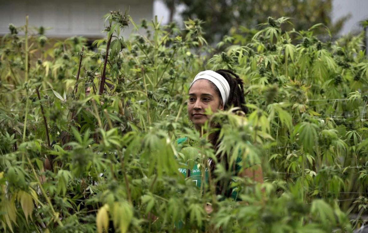 Uruguay producirá seis toneladas de marihuana legal por mes a 1,40 dólares el gramo