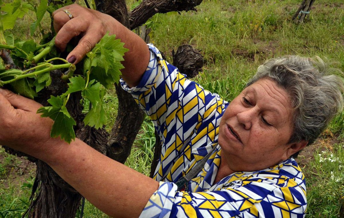 En Santa Rosa, el granizo dañó buena parte de los viñedos
