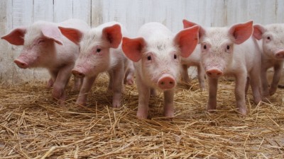 Más de $1 millón destinados a mejorar la producción de cerdos en La Candelaria