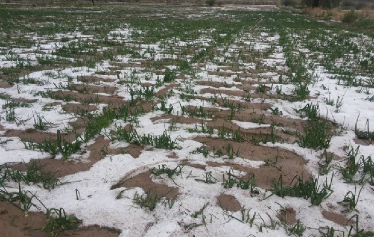 Relevan los daños en los cultivos después de la intensa lluvia y el granizo en Jáchal
