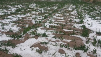 Relevan los daños en los cultivos después de la intensa lluvia y el granizo en Jáchal