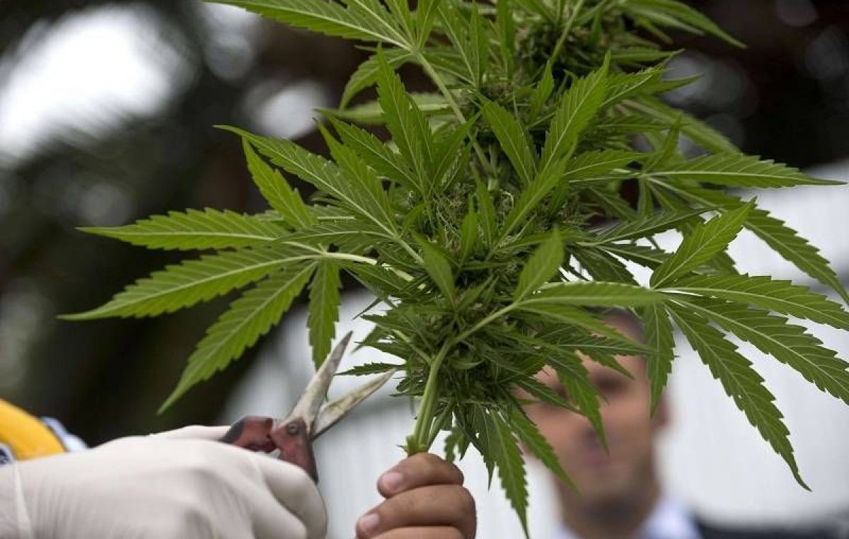 La Corte de México autorizó el cultivo de marihuana