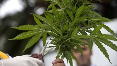 La Corte de México autorizó el cultivo de marihuana