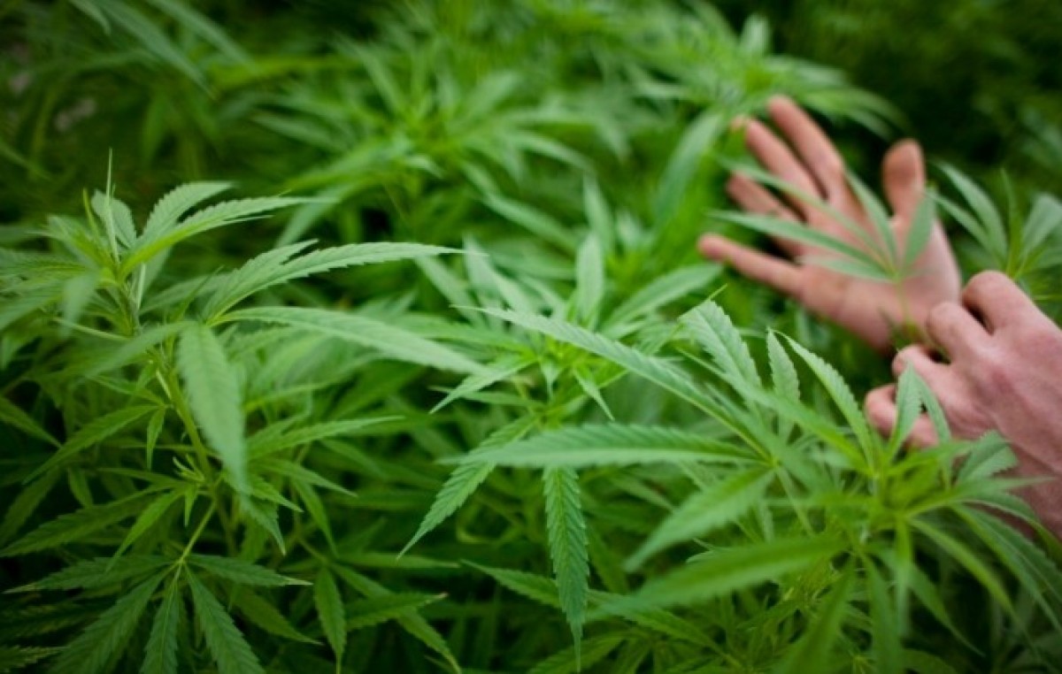 Uruguay ya tiene plantas de marihuana crecidas para vender en el mercado legal