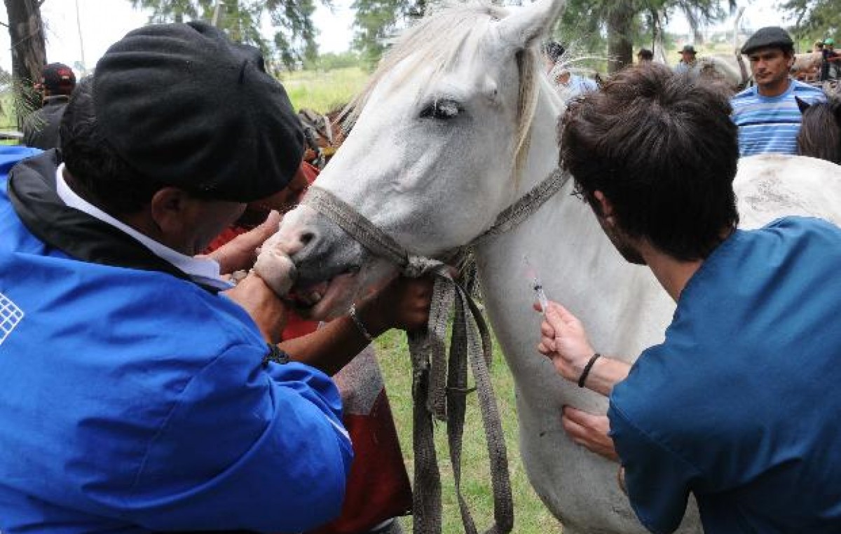 Carreros rosarinos: historias detrás de recolectores que dejaron el caballo por otro trabajo