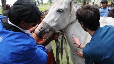 Carreros rosarinos: historias detrás de recolectores que dejaron el caballo por otro trabajo