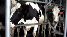 Rematarán medio centenar de tambos en Córdoba y Santa Fe