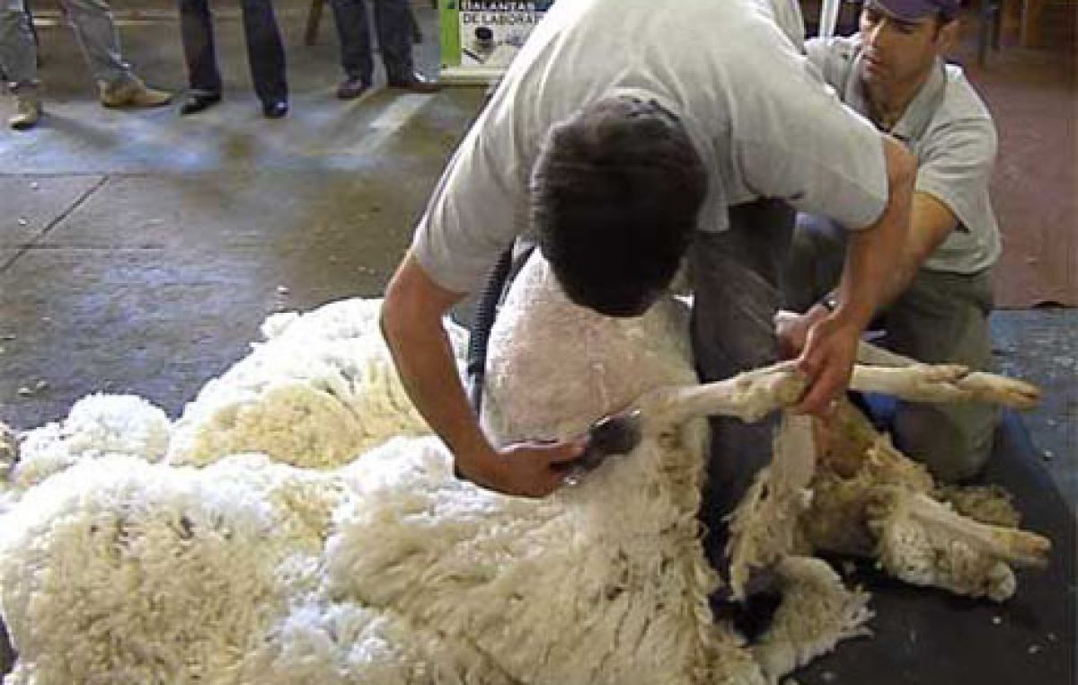 Chubut: Polémica por la eliminación de las retenciones a las lanas