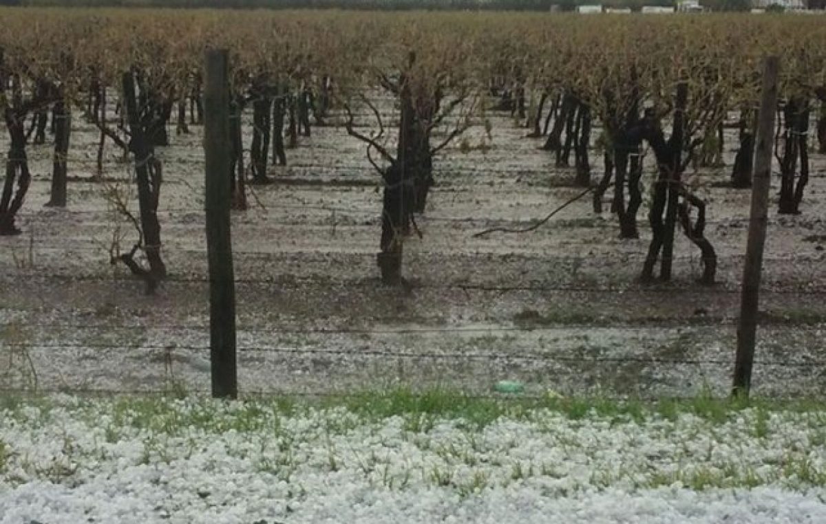Declaran el estado de emergencia agropecuaria en Mendoza y otras cuatro provincias