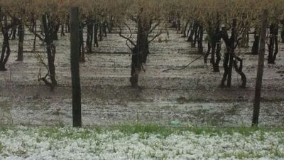 Declaran el estado de emergencia agropecuaria en Mendoza y otras cuatro provincias