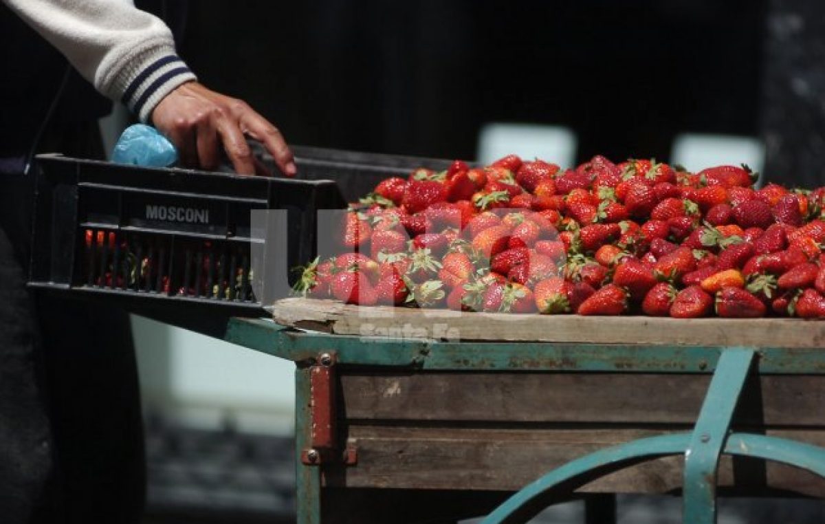 Frutillas: productores corondinos preocupados por la importación