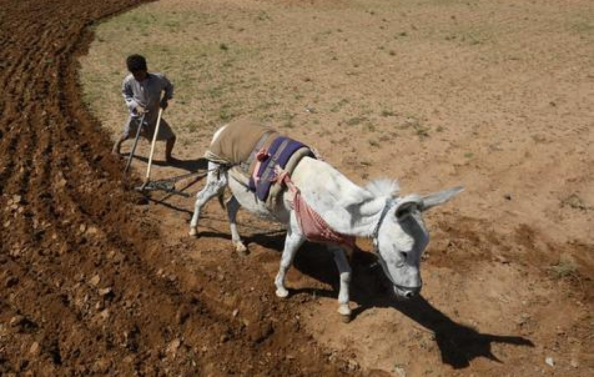 En Latinoamérica la economía rural se practica bajo el estigma de la pobreza