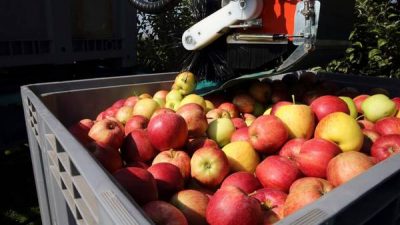 Productores regalarán en Plaza de Mayo 10 mil kilos de fruta por la «miseria» que cobran