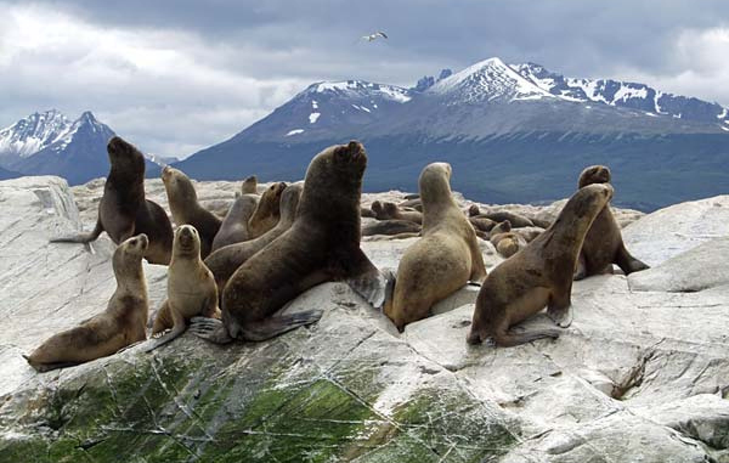 La Isla de los Estados fue declarada reserva natural silvestre
