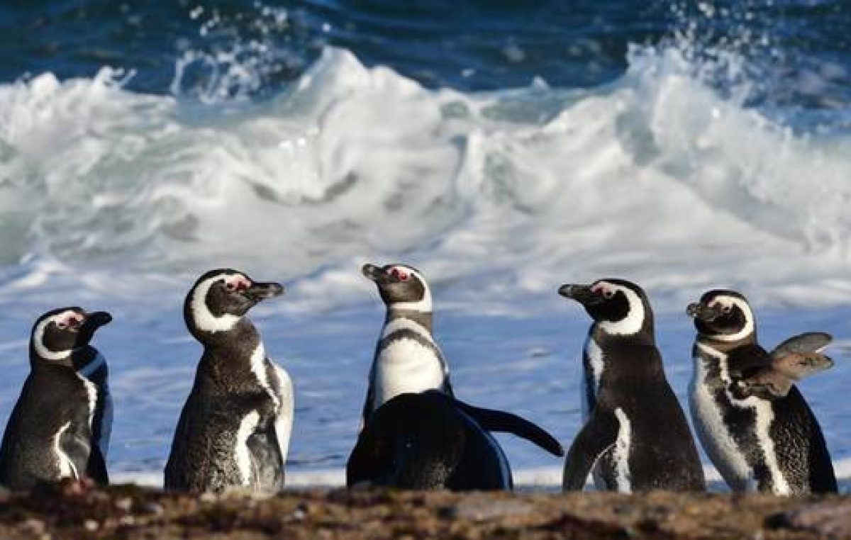 Punta Tombo se prepara para la temporada de pingüinos