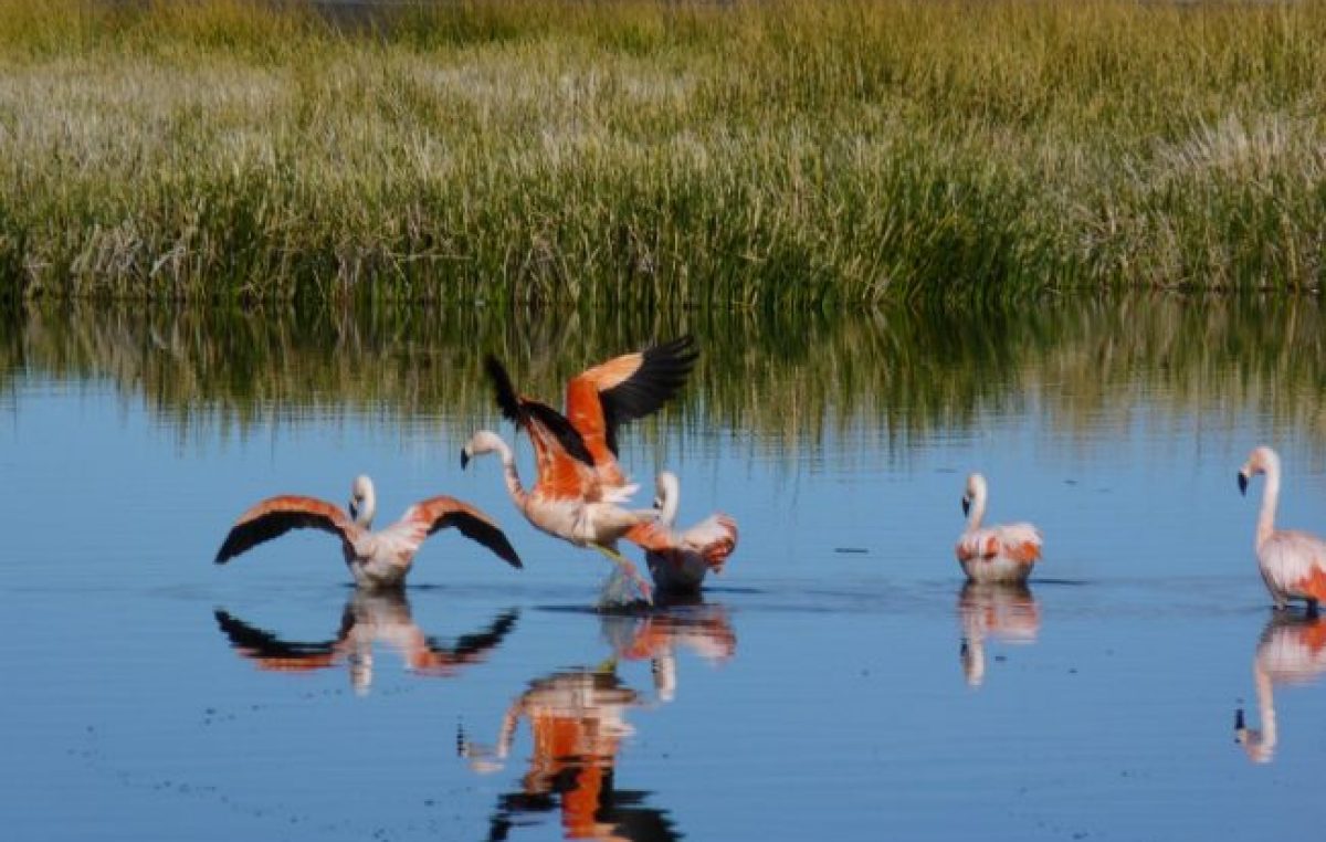 Neuquén: El avistaje de aves, una nueva manera de relacionarnos con la naturaleza