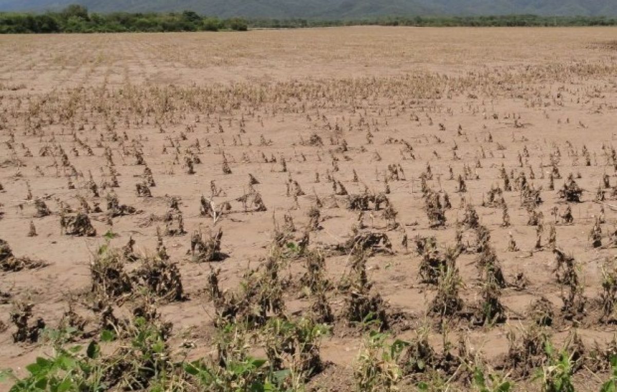 La sequía amenaza al ganado de los pequeños productores salteños