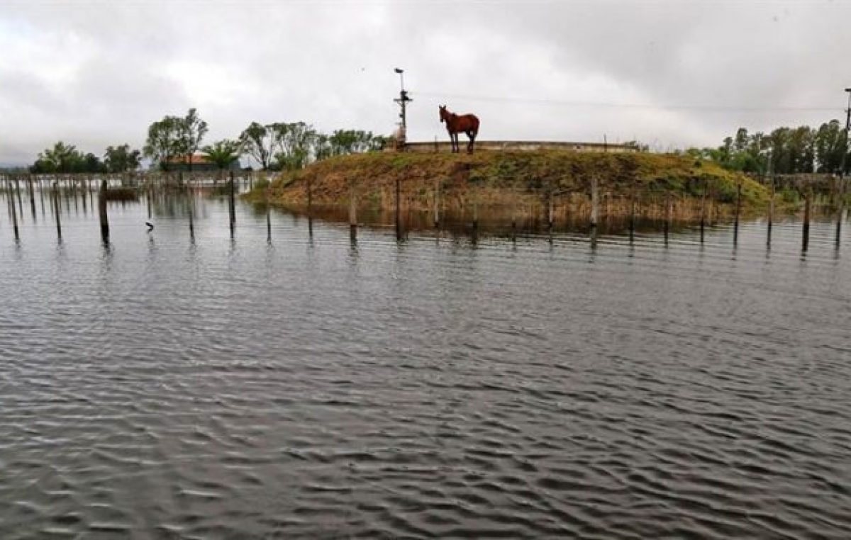 Estiman $1.000 millones de pérdidas agropecuarias por las inundaciones en Florentino Ameghino