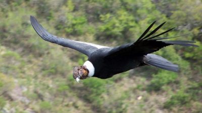 Imperdible show de cóndores en las Altas Cumbres