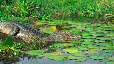 Los Esteros del Iberá dieron un paso más para convertirse en Parques Nacionales