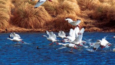 Humedales en peligro: la ley para protegerlos divide aguas en el país