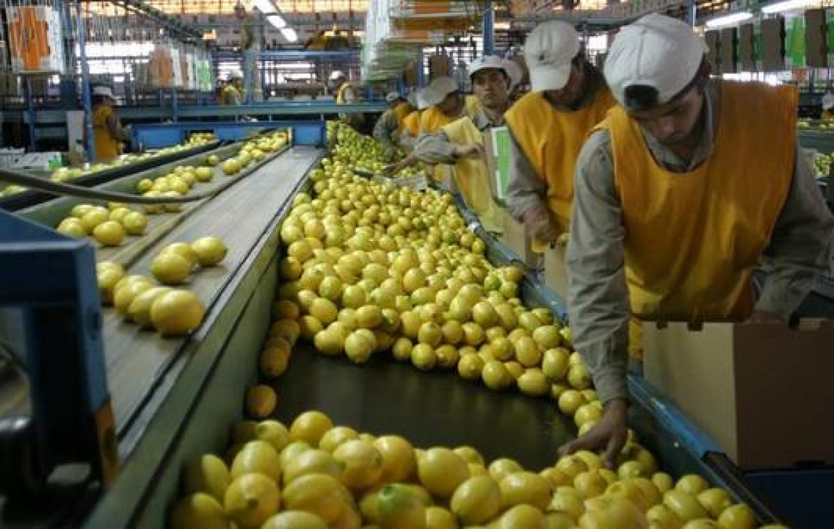 Los productores de limones en alerta