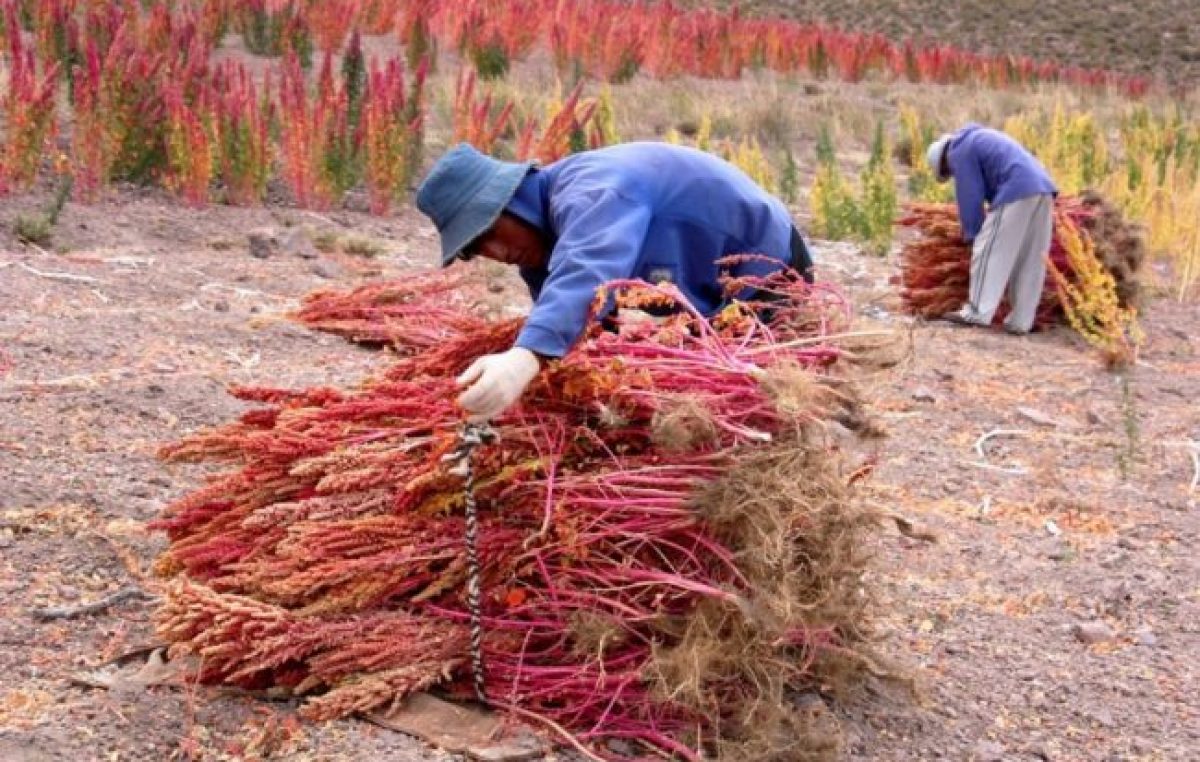 Impulso a la cadena de valor de la quinoa puneña