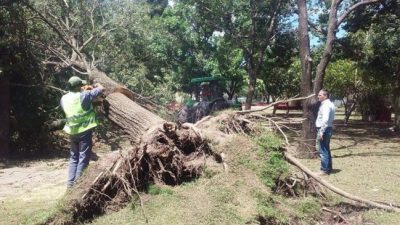 La ciudad de Rafaela perdió casi 2 mil árboles en menos de un año