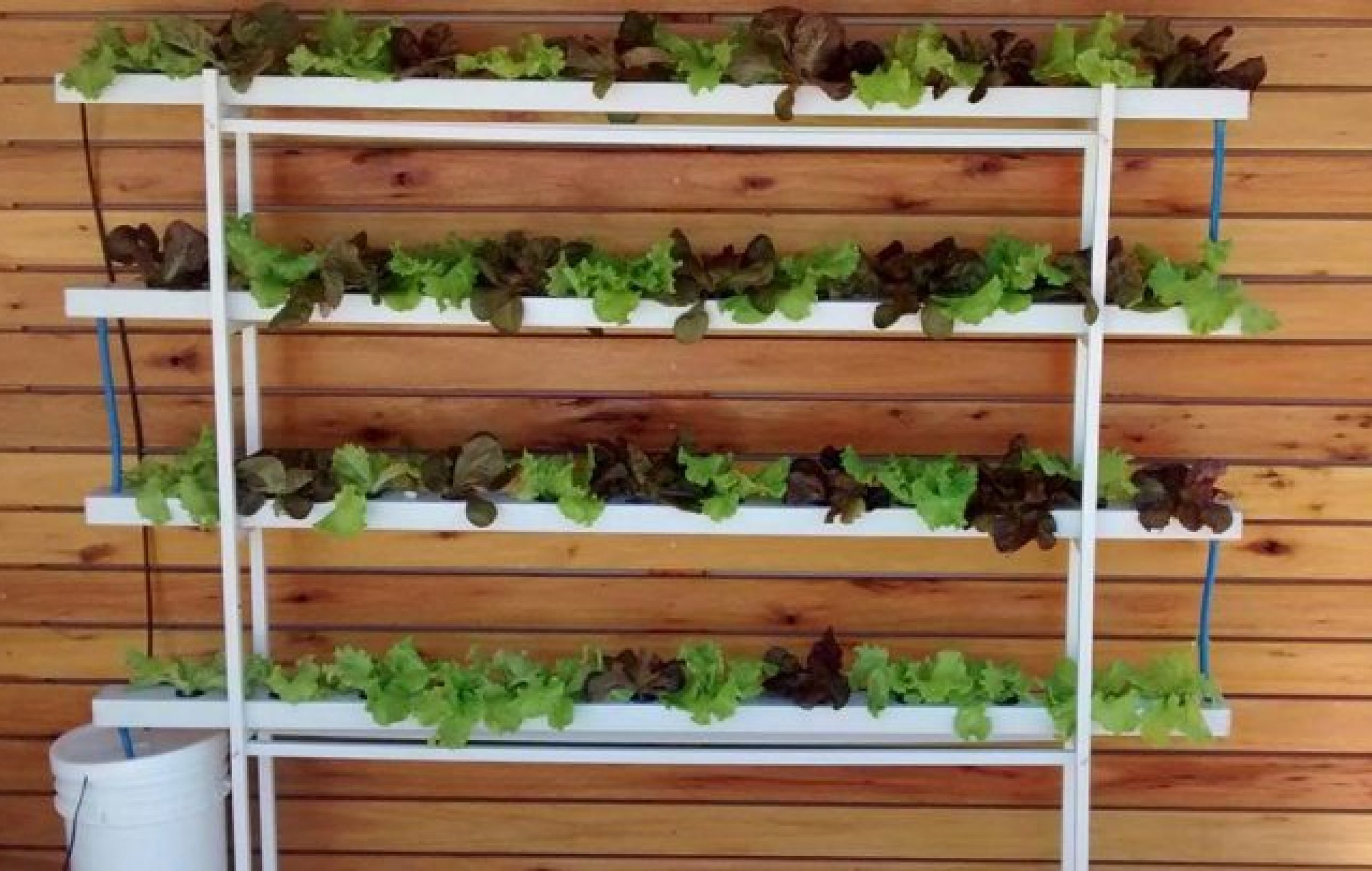 Aprobaron las huertas hidropónicas en Rosario - Argentina Municipal