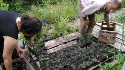 Gualeguaychú plantó tres mil árboles en tres meses