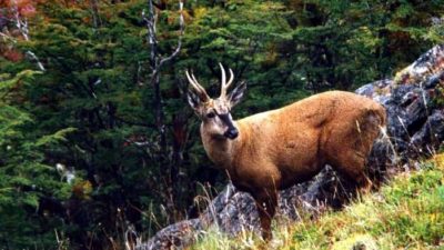 Parque Nacional Los Alerces, hogar del huemul