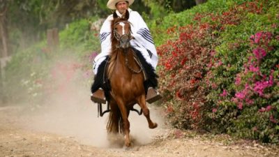 Semana de los caballos Peruanos de Paso en Salta